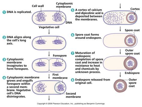 destruction of organisms in an autoclave|Bacterial spore morphology remains highly recognizable after .